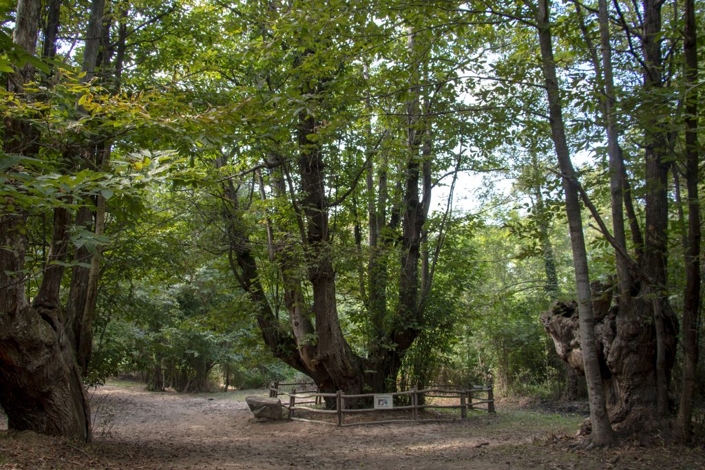 9Magazín | El Montseny (5)