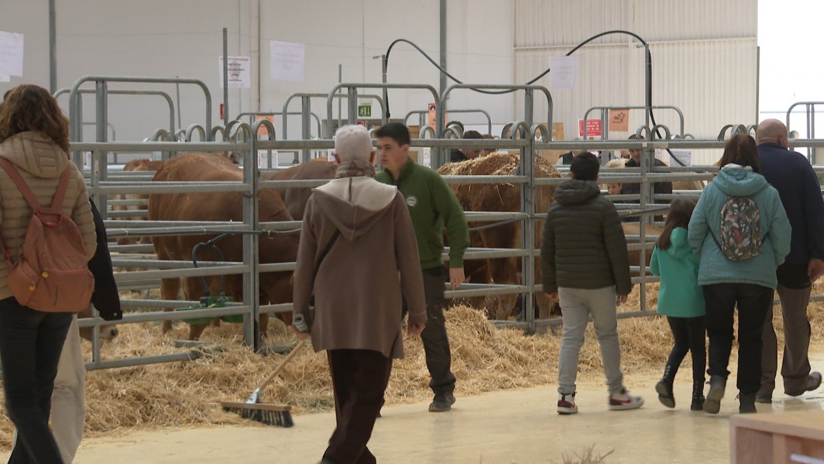 L’exposició de bestiar tornarà a ser un dels grans atractius de la proposta