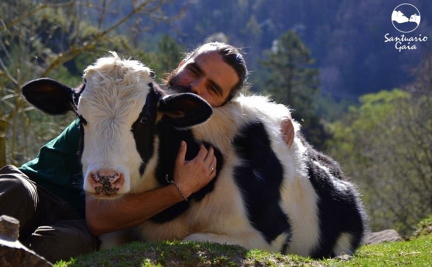 Coque Fernández amb una vaca