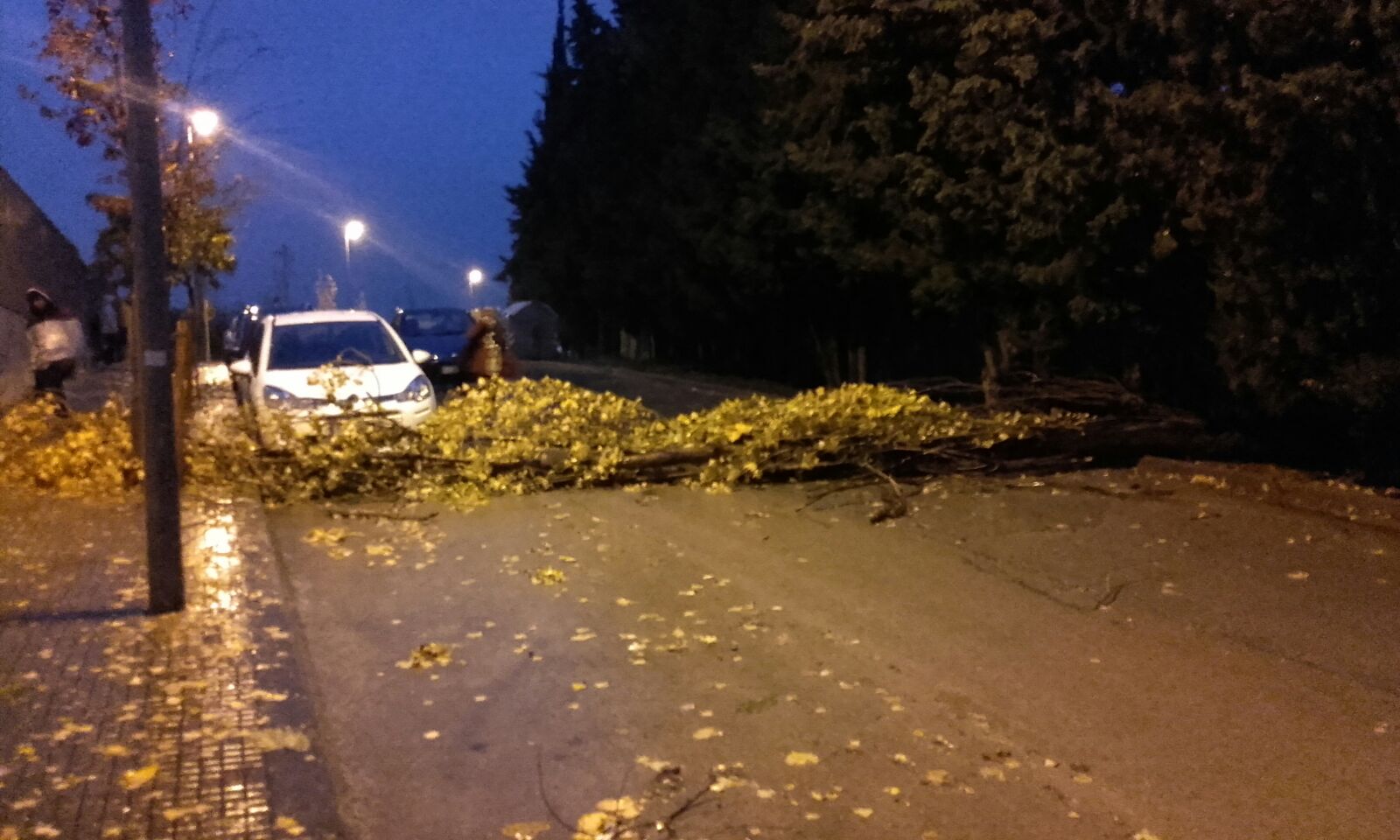 El temporal ha fet caure un arbre al carrer Puig de les Forques