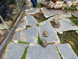 Exemplars de tortugues recuperats a Vallgorguina