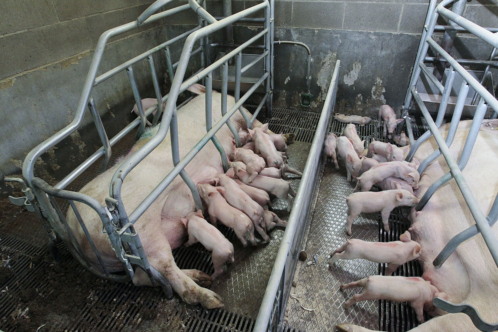 Imatge d'una granja de porcs
