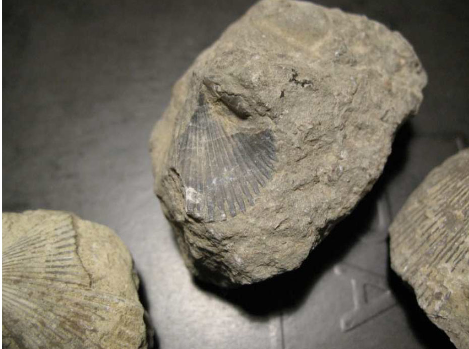 Fòssils a Orís