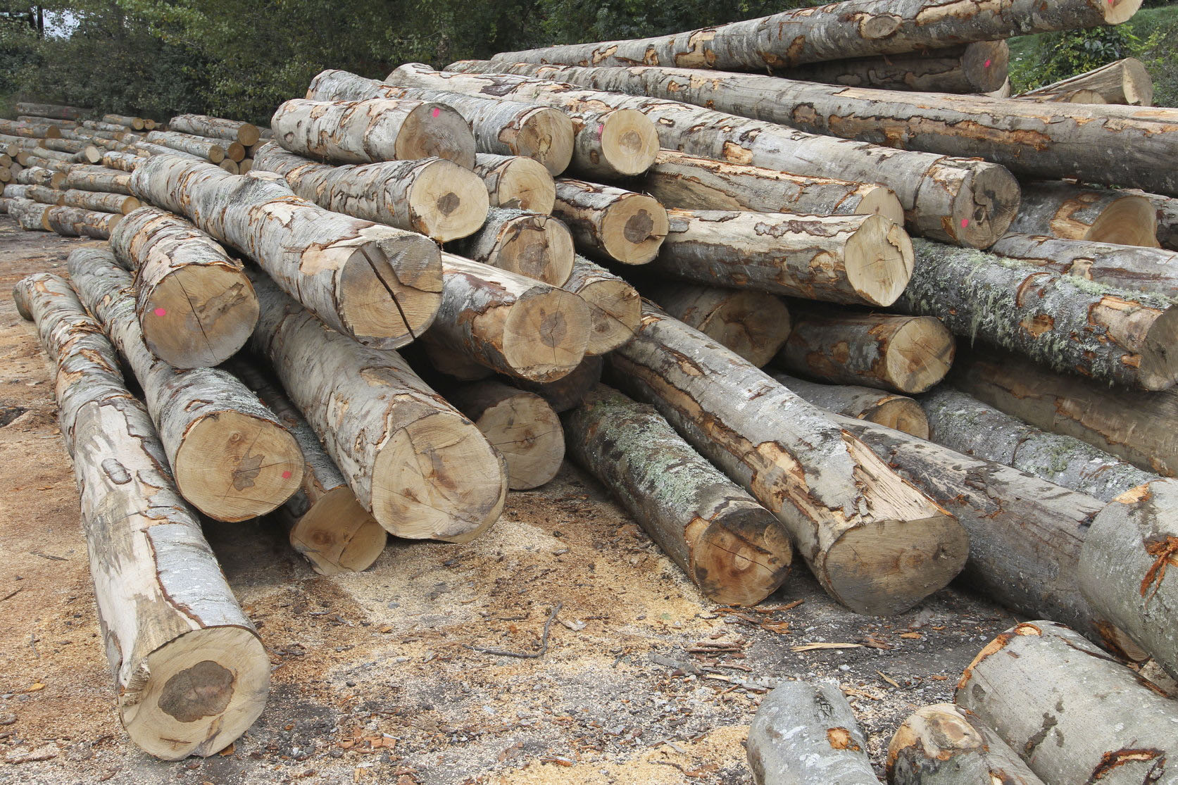 L'objectiu que es marca el govern és promoure la demanda i l'aprofitament de fusta i la gestió dels boscos amb criteris de sostenibilitat