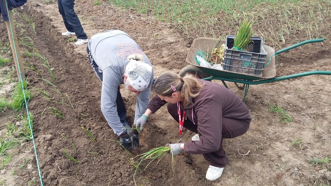 L’Associació Sant Tomàs, nou soci del projecte de voluntariat destinat a produir aliments pel Sarró
