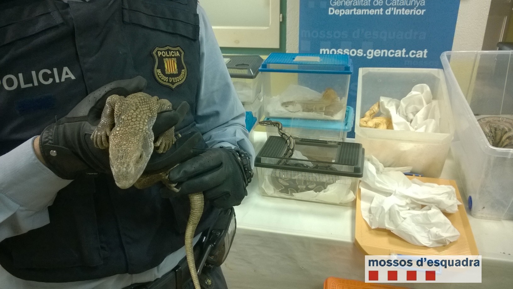 Els rèptils comissats en mans dels Mossos d'Esquadra