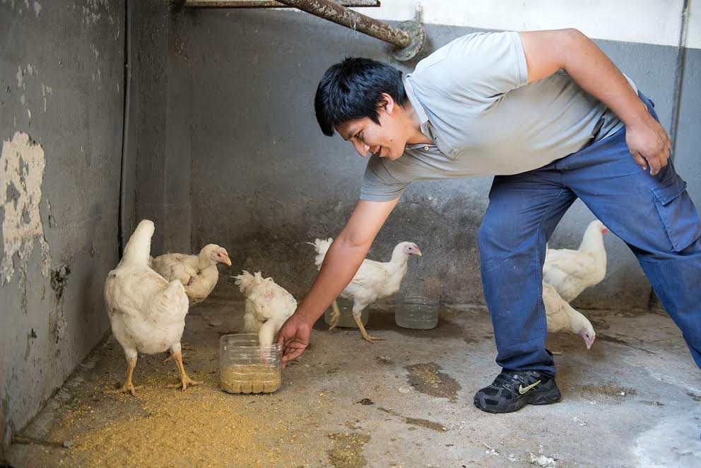Els pollastres formen part de la darrera prova abans de l'obertura de la granja