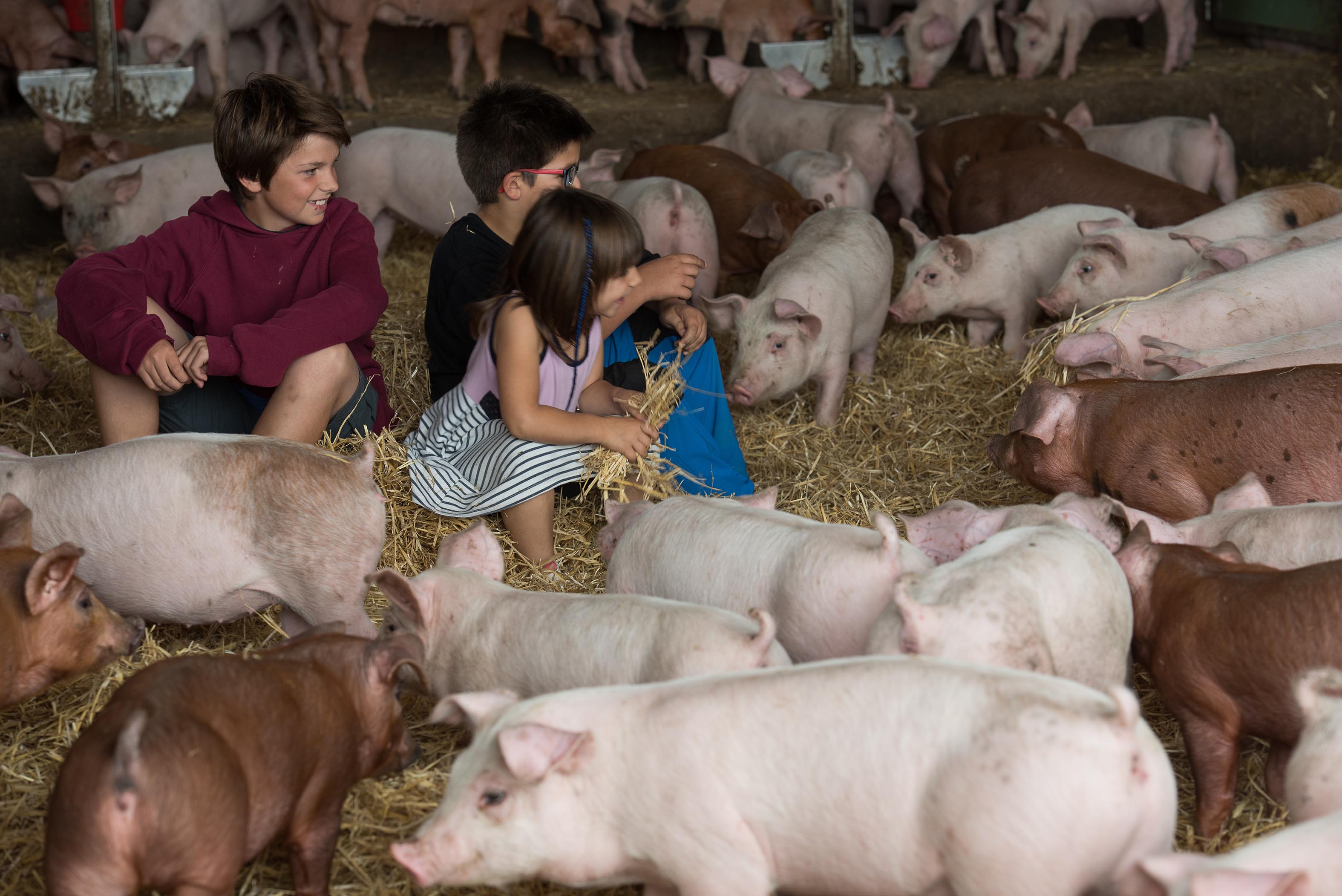 Tres infants, durant la visita a una granja de porcs