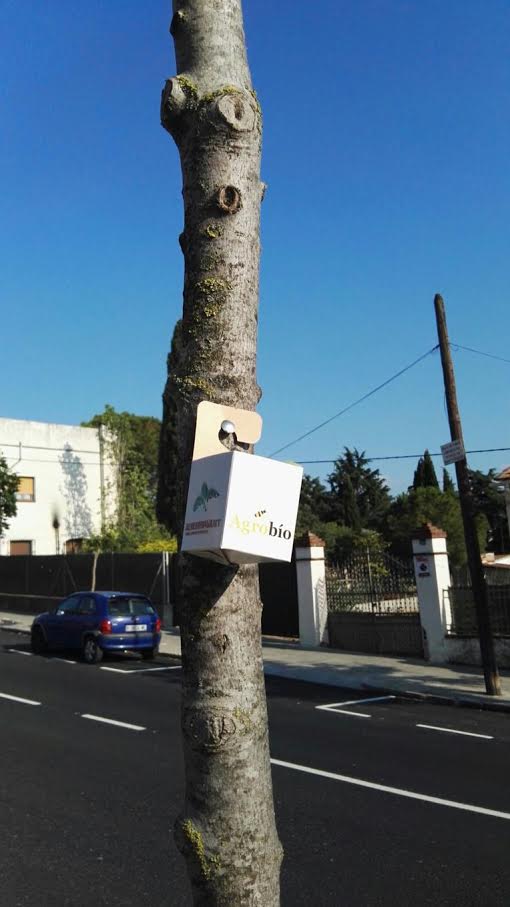 Una caixa en un dels arbres afectats per la plaga