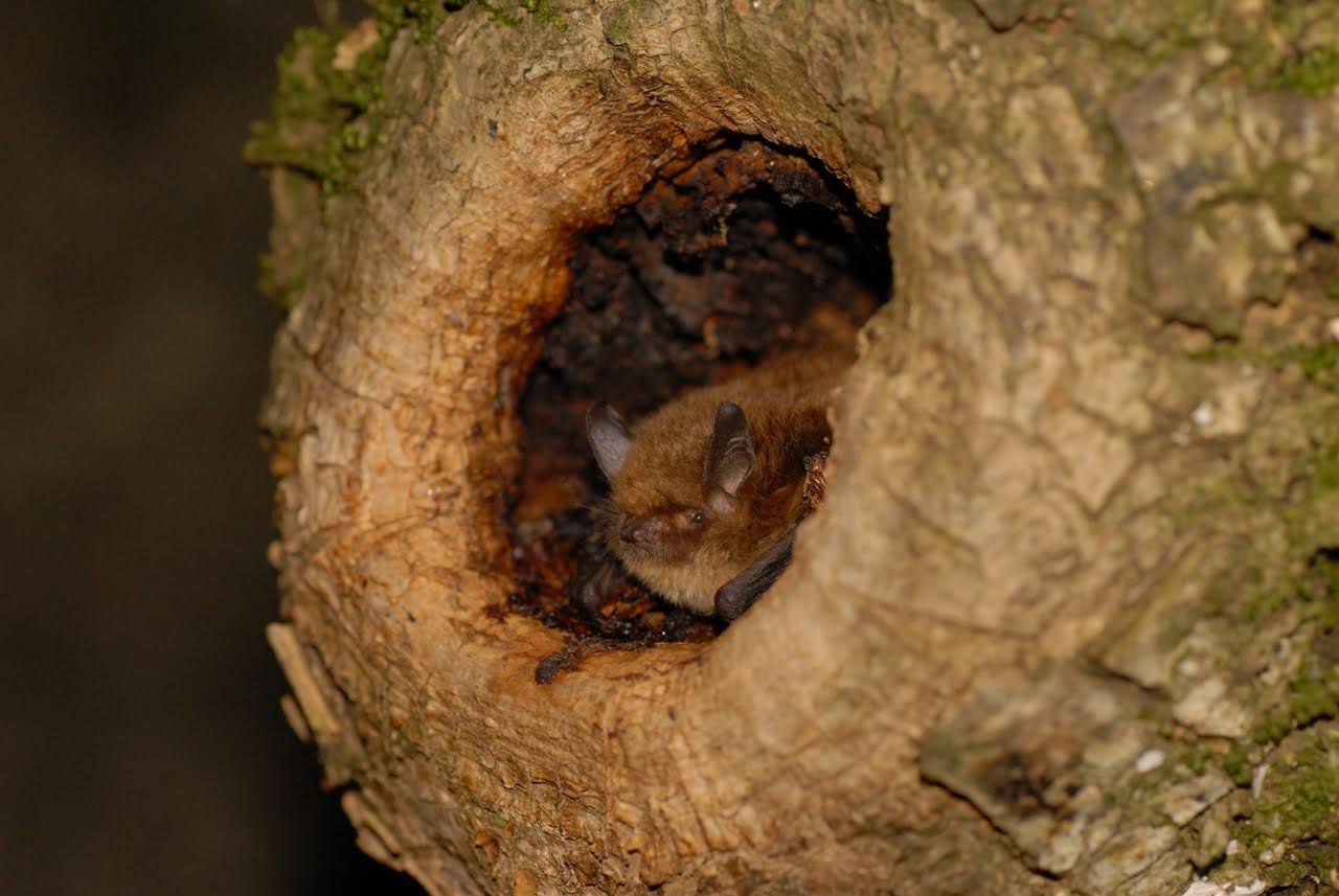 Un ratpenat en un forat d'un arbre