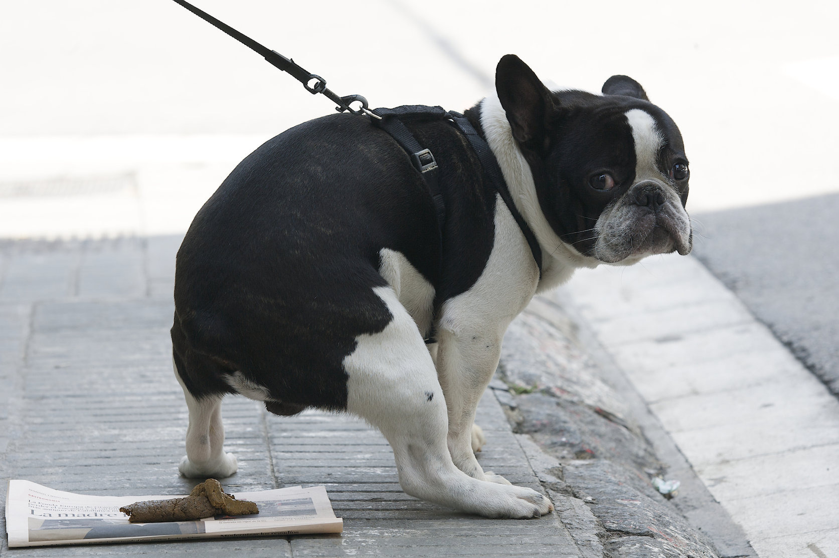 La campanya té com a objectiu que no hi hagi excrements de gos al carrer