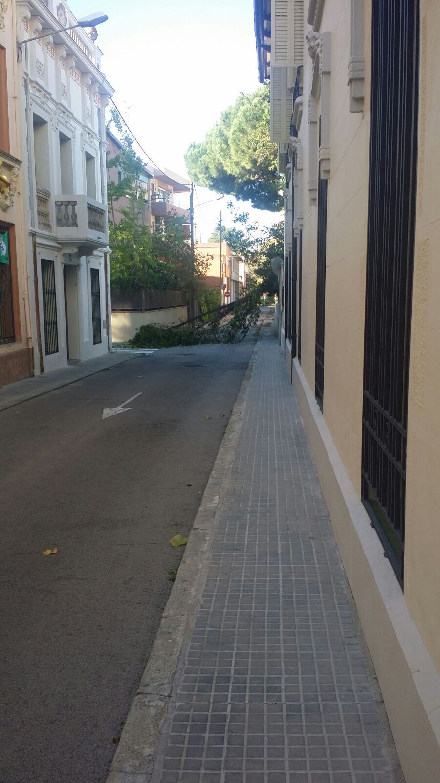 Un arbre del pati de l'Ajuntament, caigut al carrer Doctor Daurella