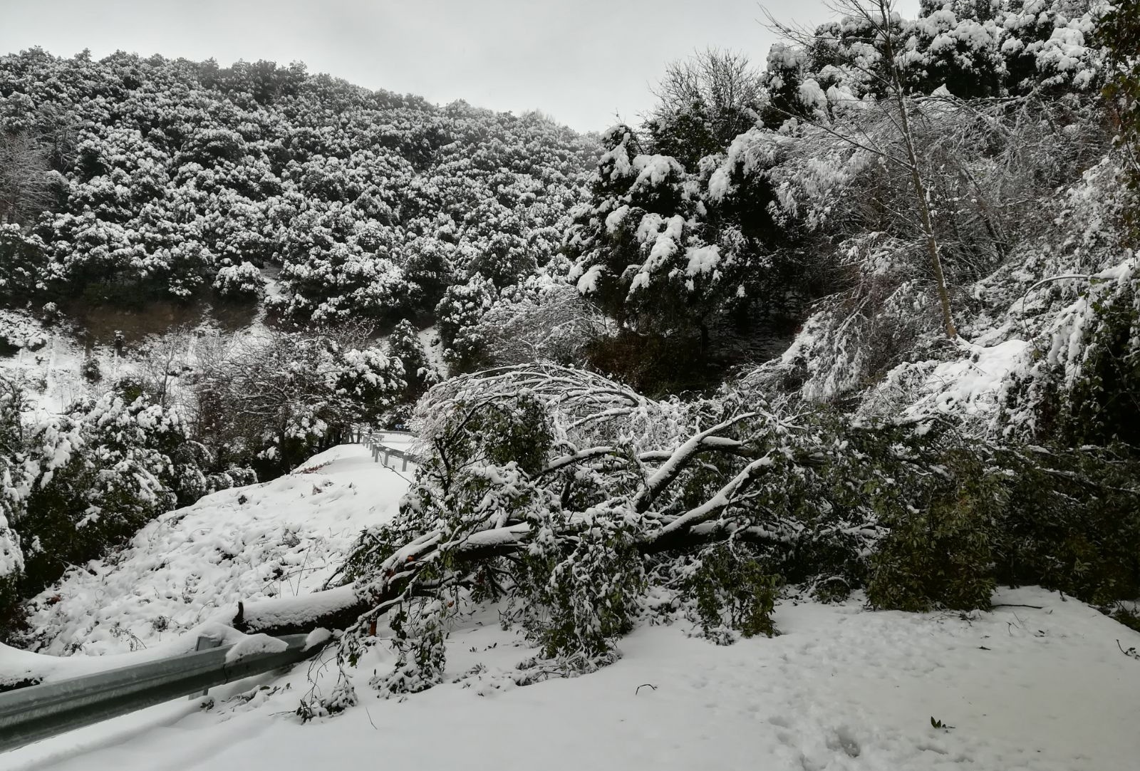 Un arbre caigut enmig de la carretera de Montseny a Collformic entre el quilòmetre 26 i 27