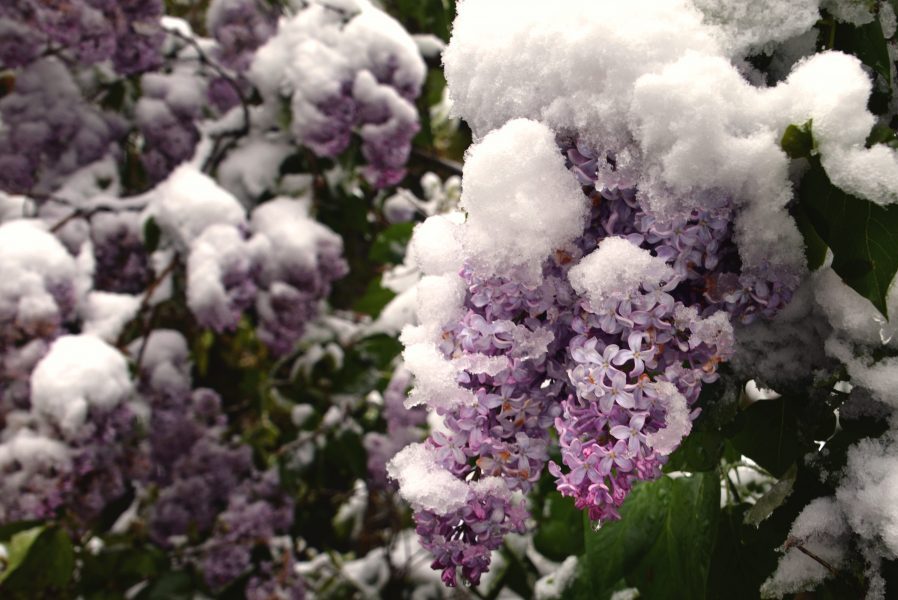 Una fotografia d'avui amb un arbust florit però amb neu a sobre