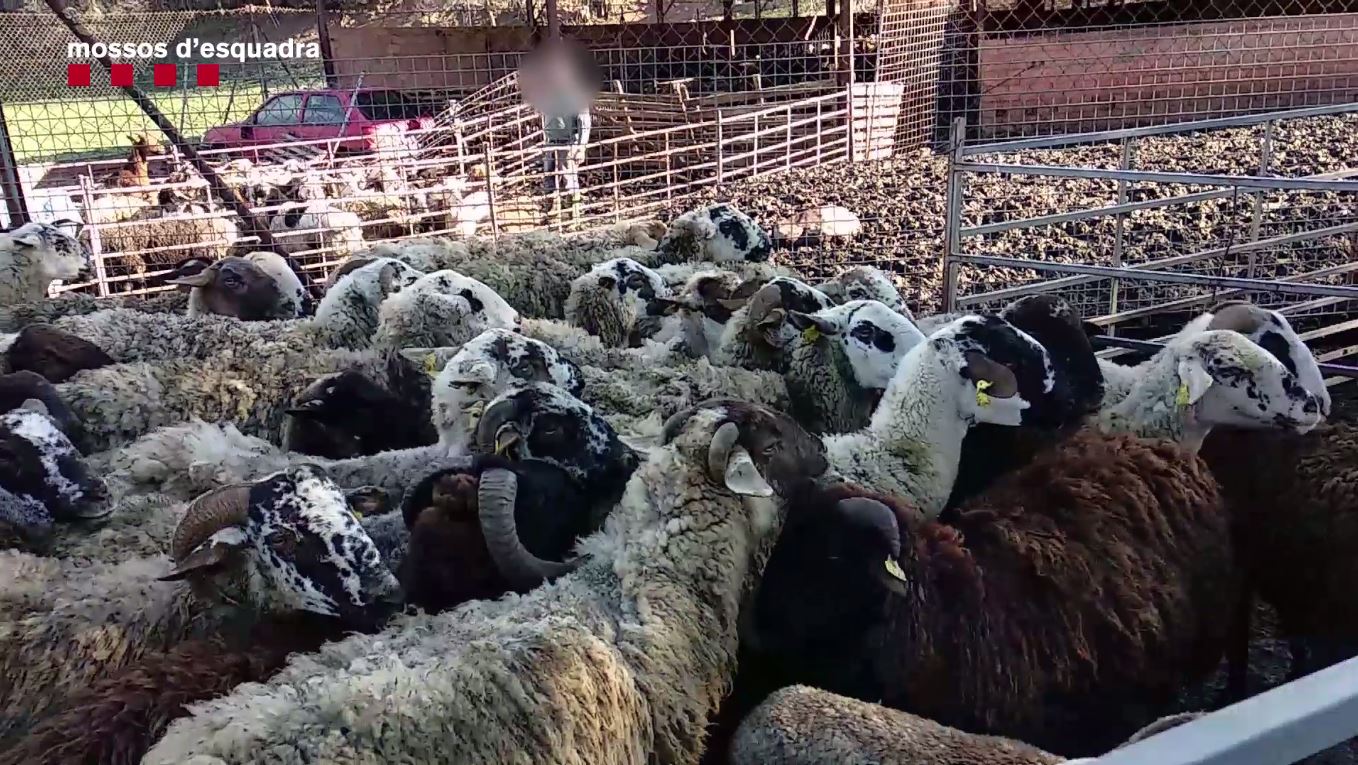 El ramat vivia en unes condicions que no eren adequades, etnre purins i cadàvers d'altres ovelles i cabres