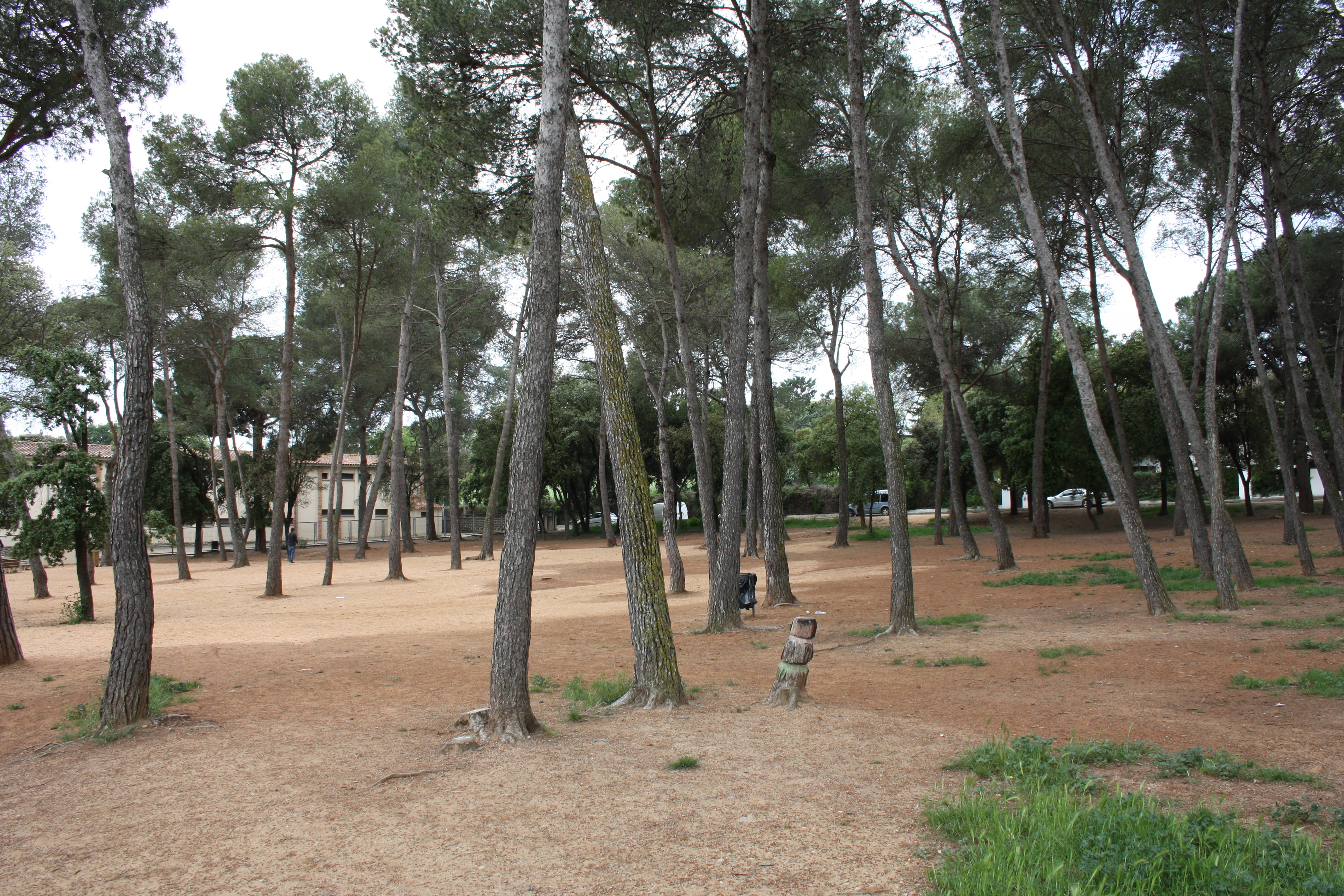El bosc de l'escola Ronçana presenta una nova imatge