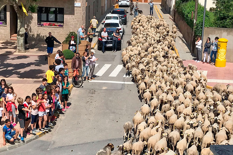 El ramat creuant el poble