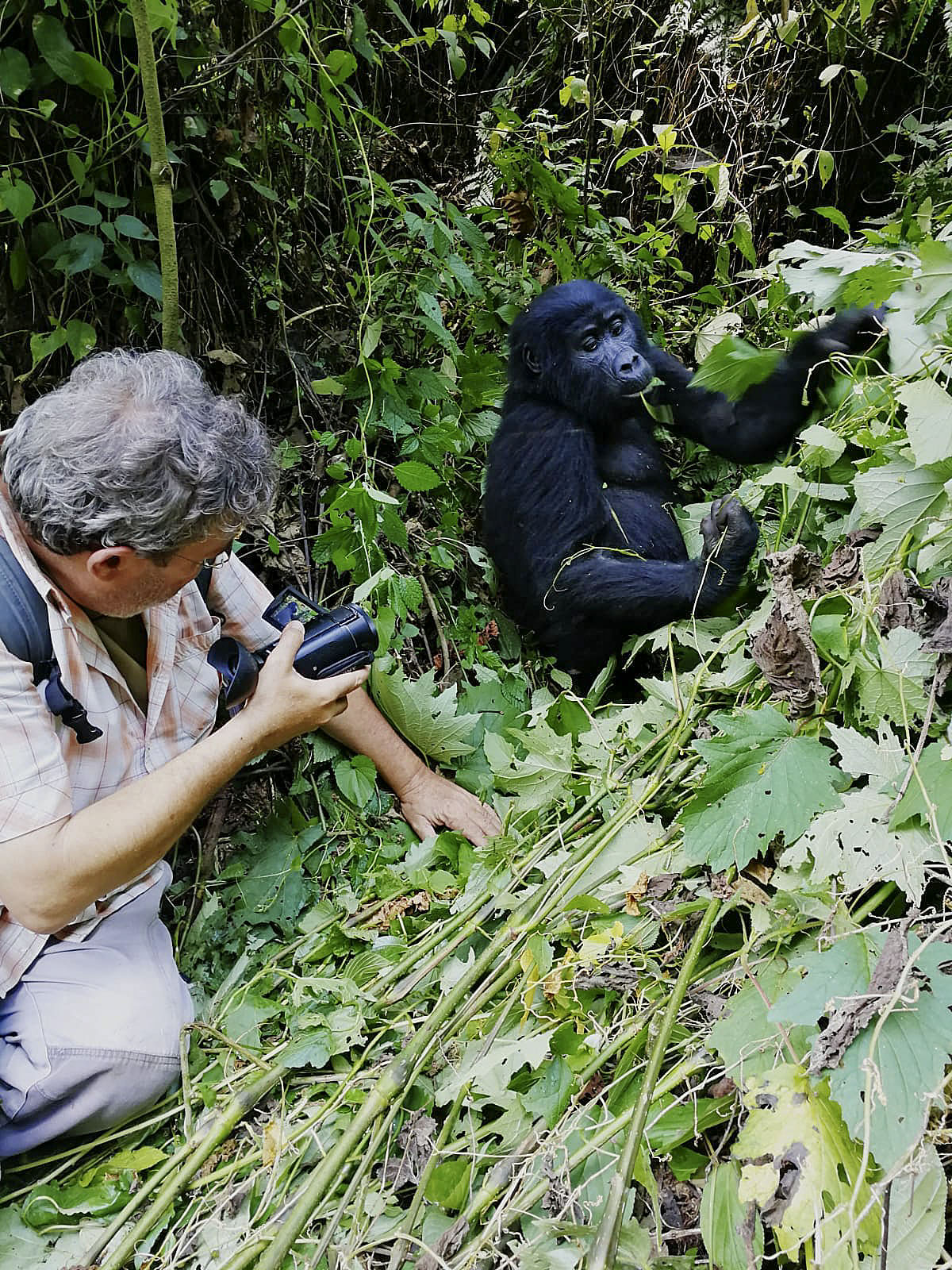 Jaume Sañé fotografiant un goril·la en una de les seves visites a la selva d'Uganda