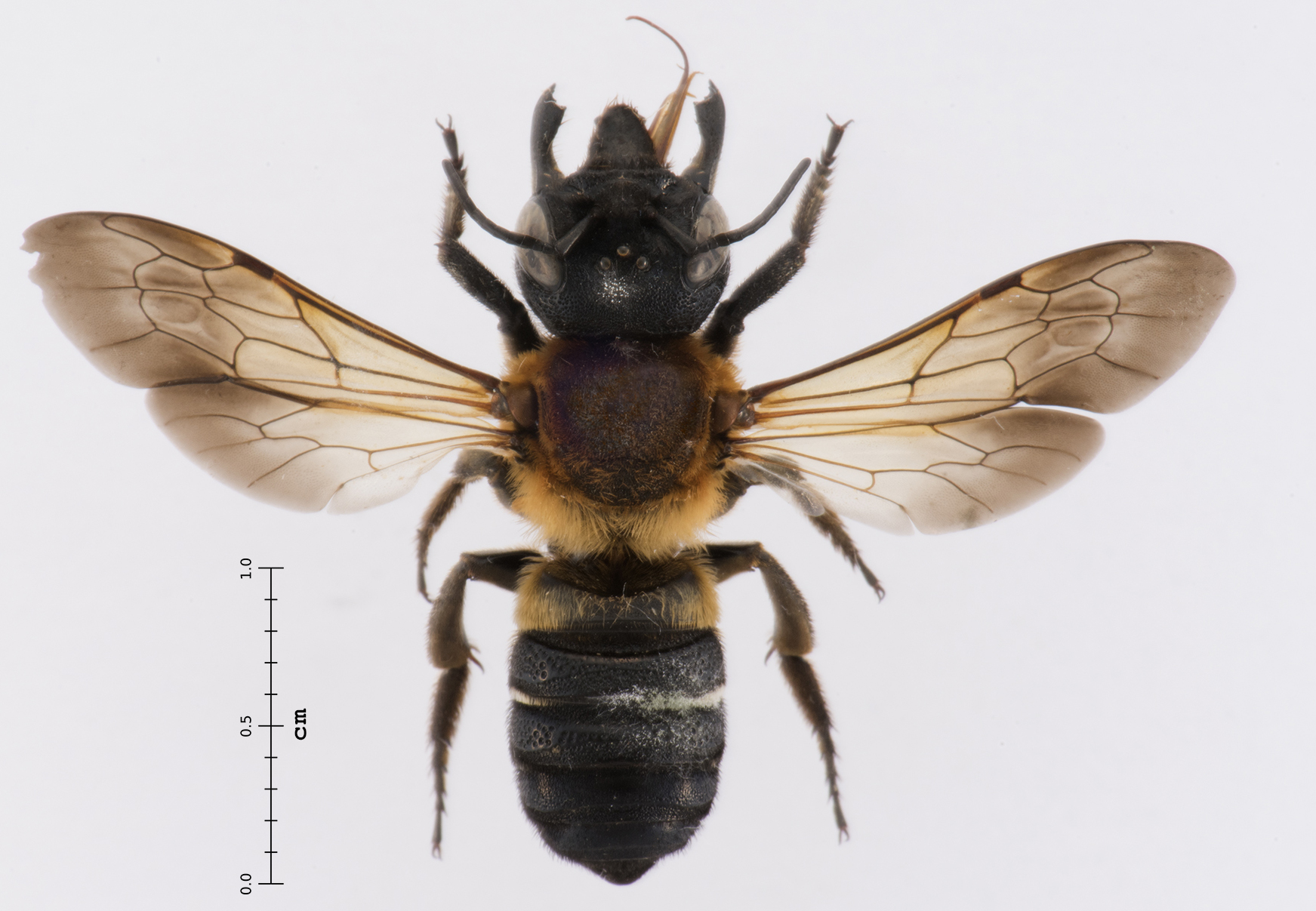 Un exemplar d'abella gegant de la resina