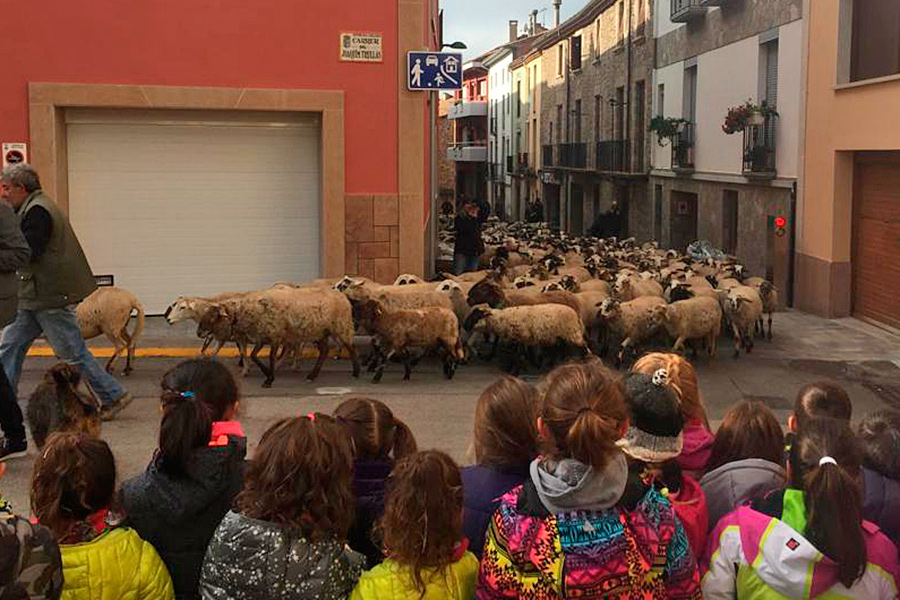El ramat creuant pel mig dels carrers de Prats, aquest dimarts