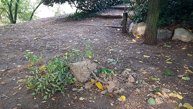 Les restes del niu que va caure a terra a Vilamajor abans de retirar-lo