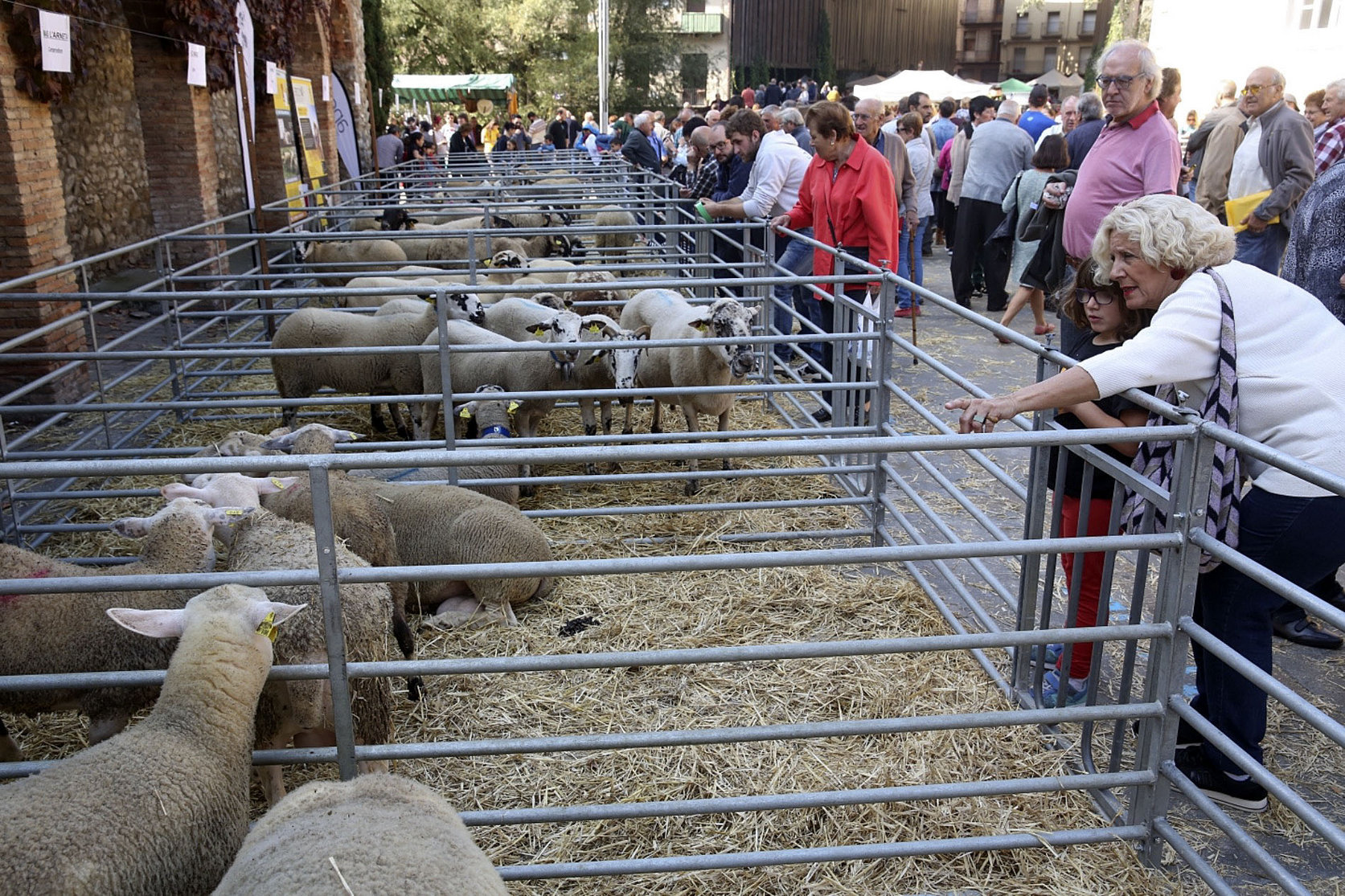 Aquest dilluns torna la mostra de bestiar oví a Ripoll
