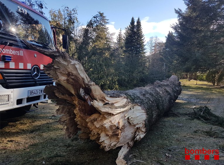 Els bombers van treballar en la retirada d'un pi trencat pel vent a Camprodon