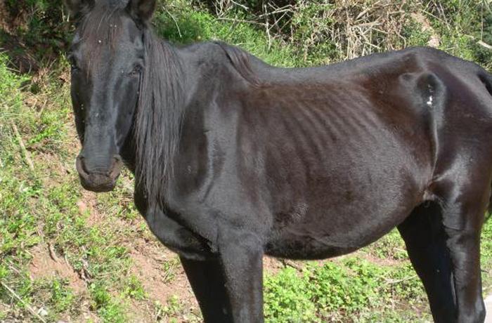 Un dels cavalls de l'Ullar en una imatge difosa per FAADA