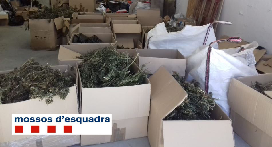 La marihuana localitzada pels Mossos a Sant Celoni