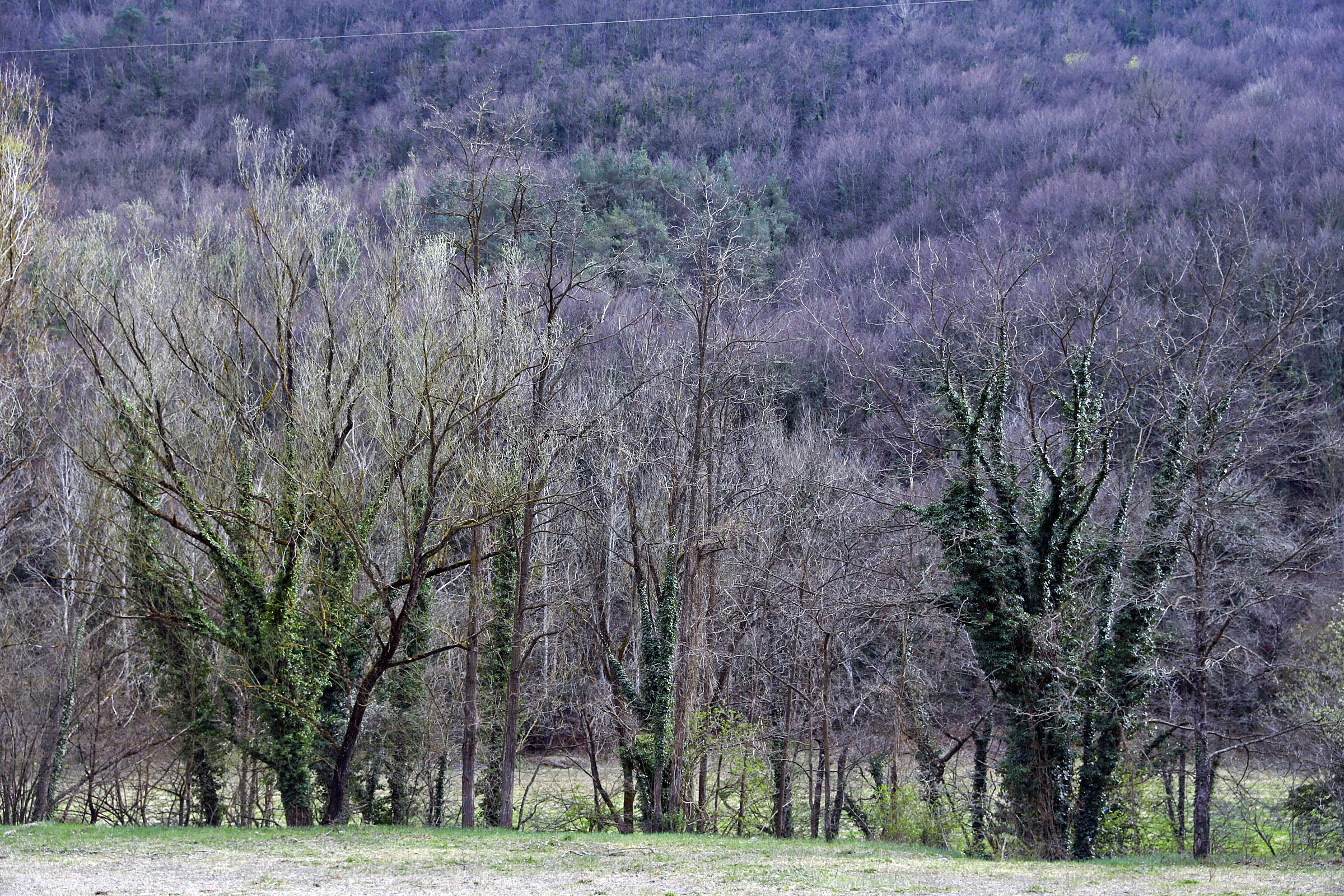 Imatge d'un bosc a les Llosses