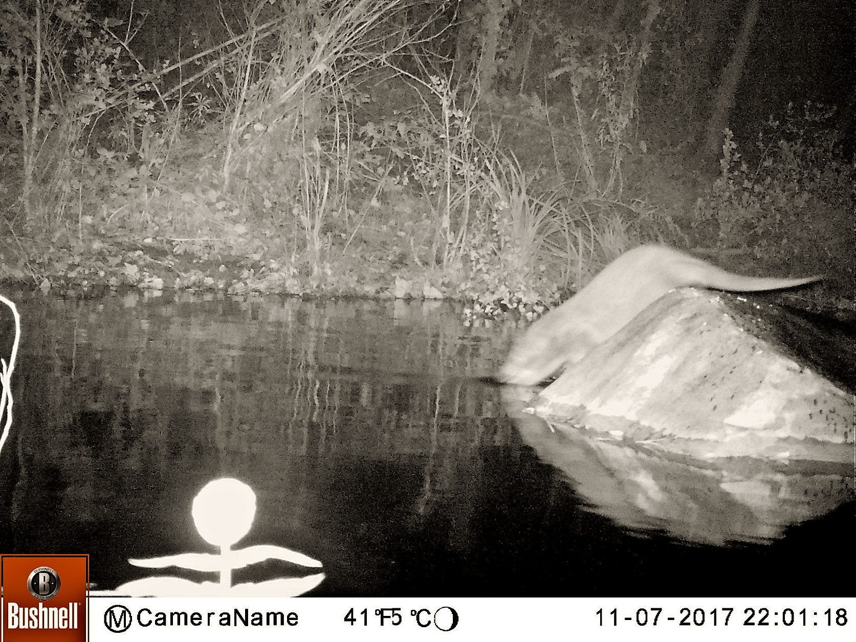 Un exemplar de llúdriga captat al riu Tenes
