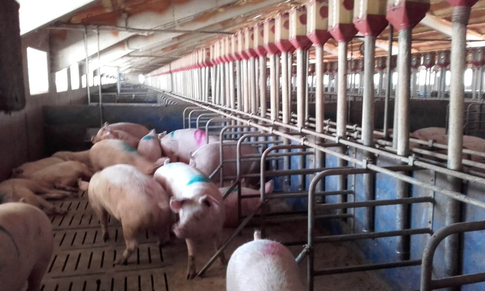 el preu del porc ha pujat fortament per la necessitat a Xina