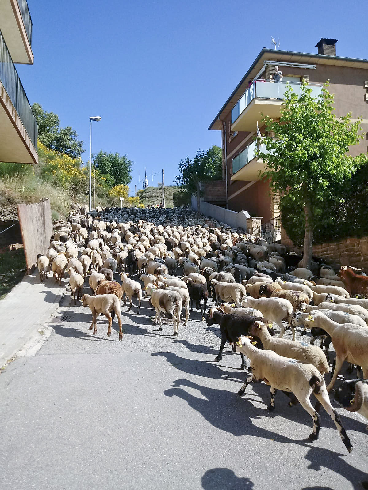 Les ovelles, sortint d'Olost