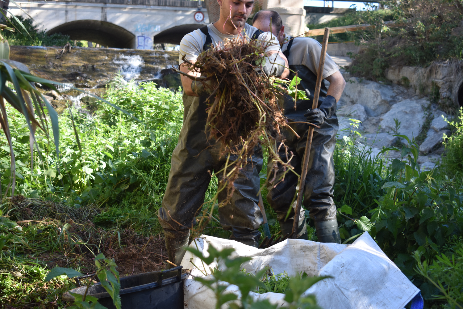 Tècnics retirant les plantes aquest abril en un tram afectat del riu Mogent