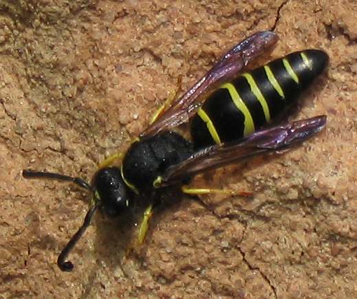Un exemplar de vespa terrissaire