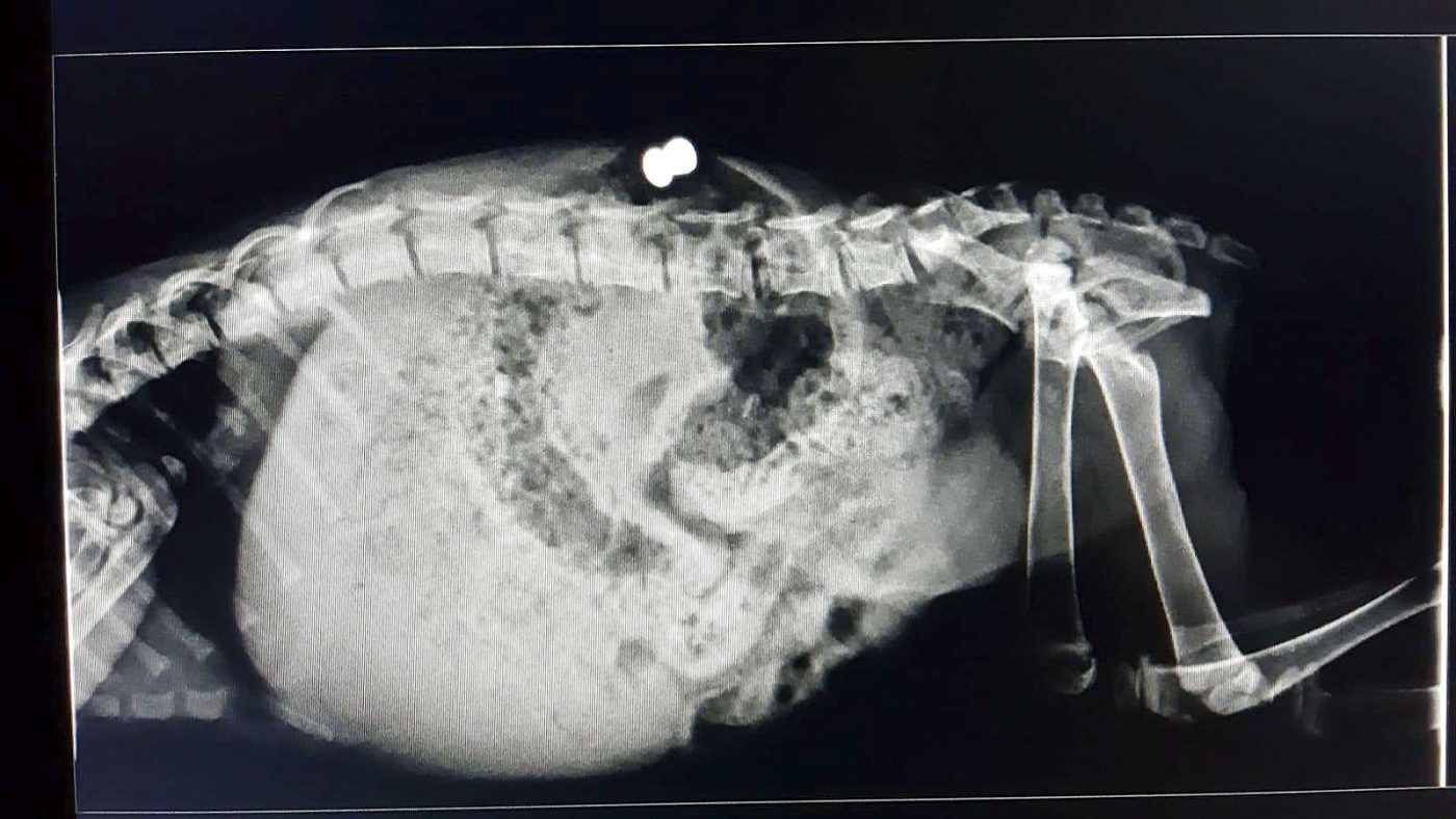 Radiografia on es veuen els perdigons