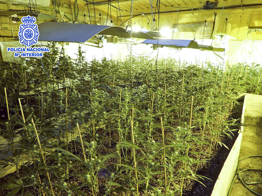 Una plantació de marihuana descoberta per la Policia Nacional a Manlleu