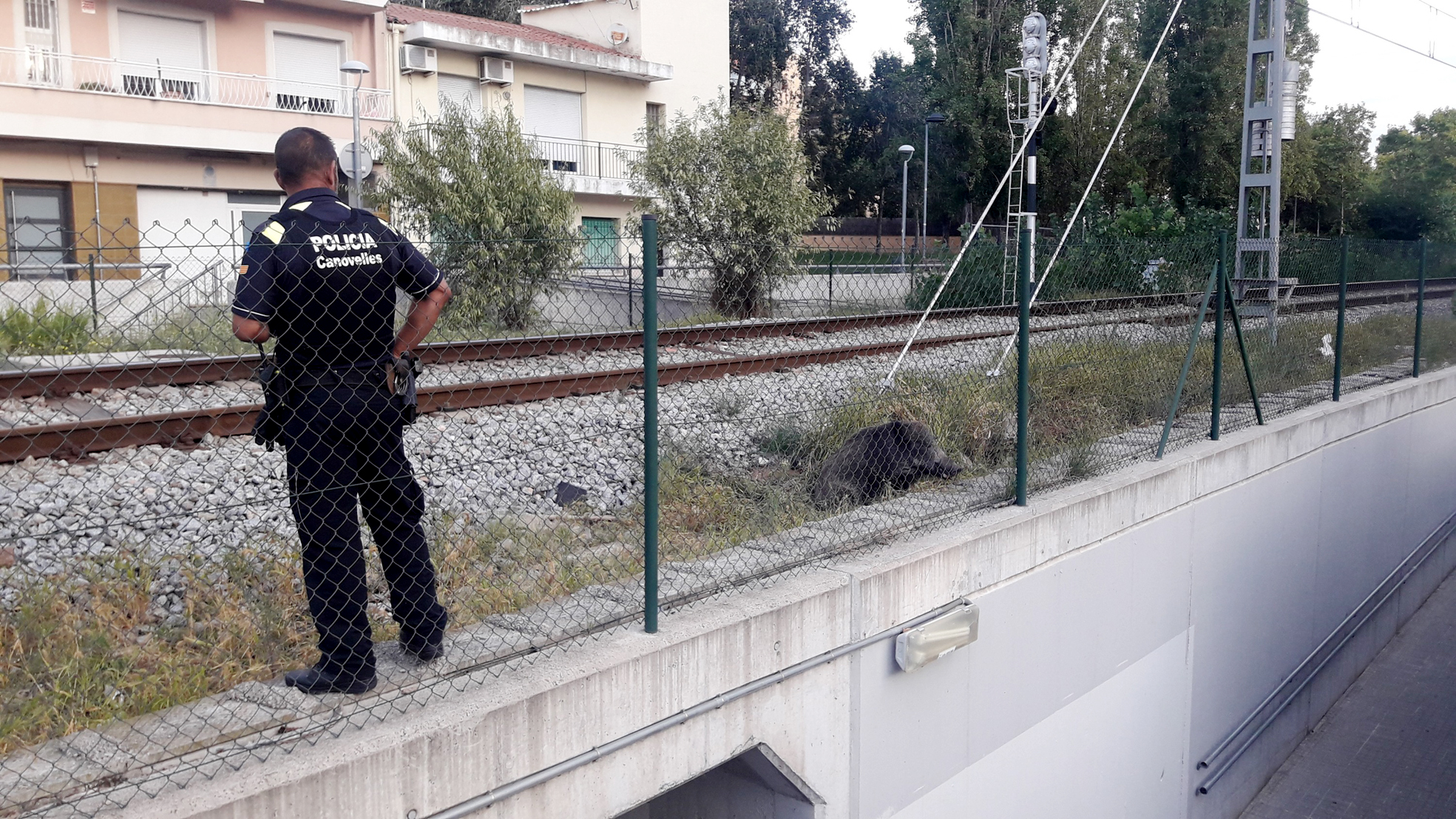 La Policia Local va vigilar de prop l'animal que no es podia moure