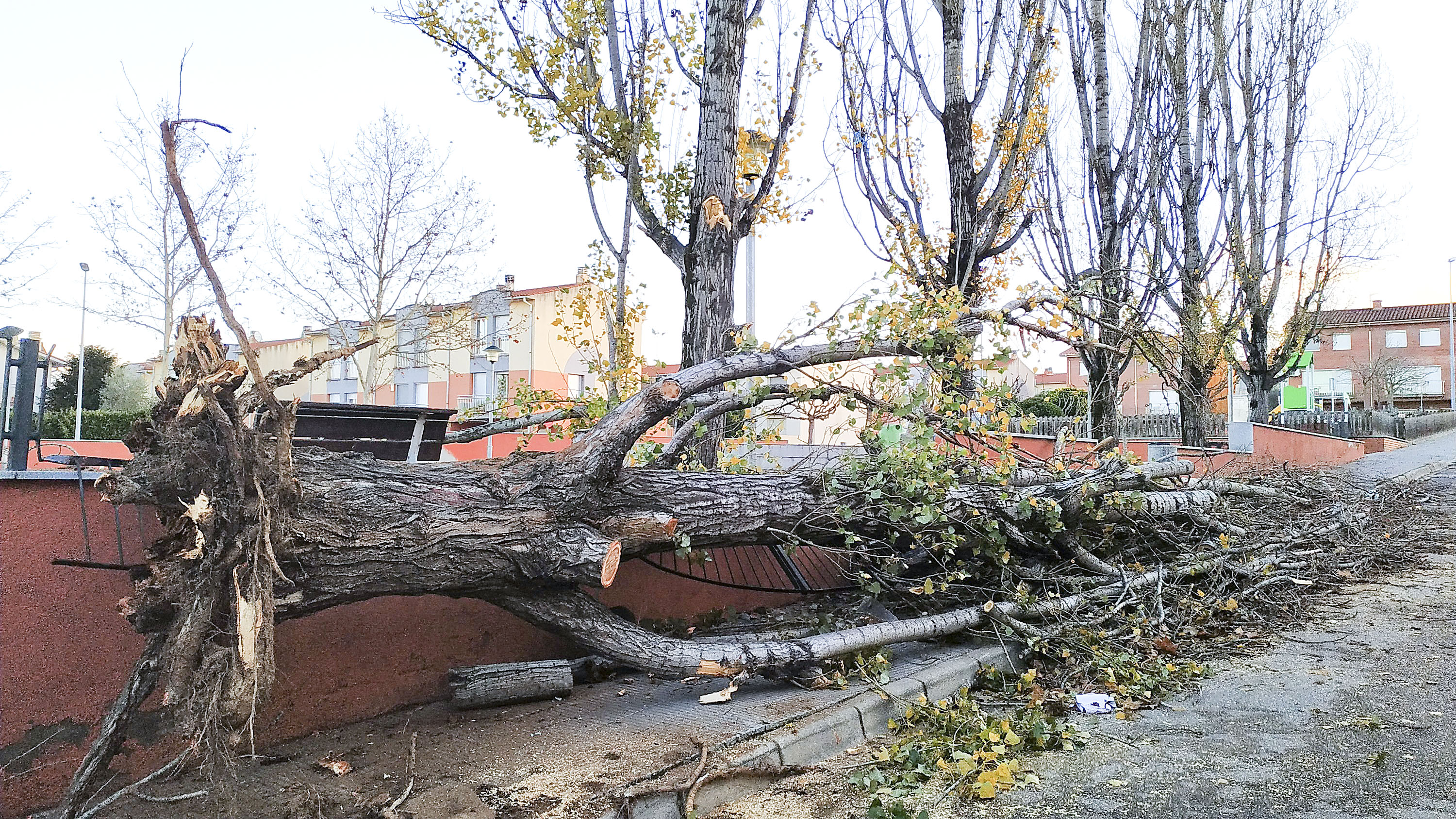 El vent va arrencar un gran arbre a Roda de Ter