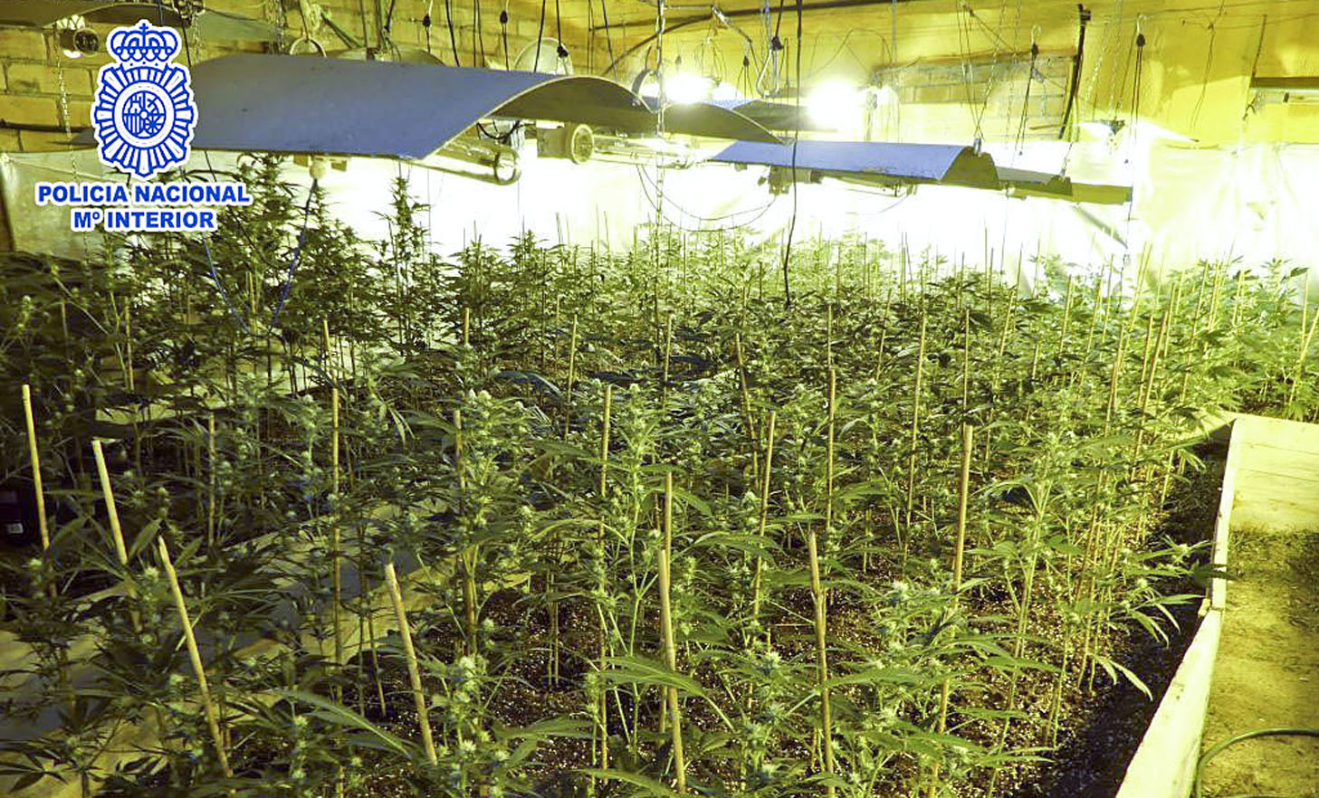 Una plantació de cultiu de marihuana