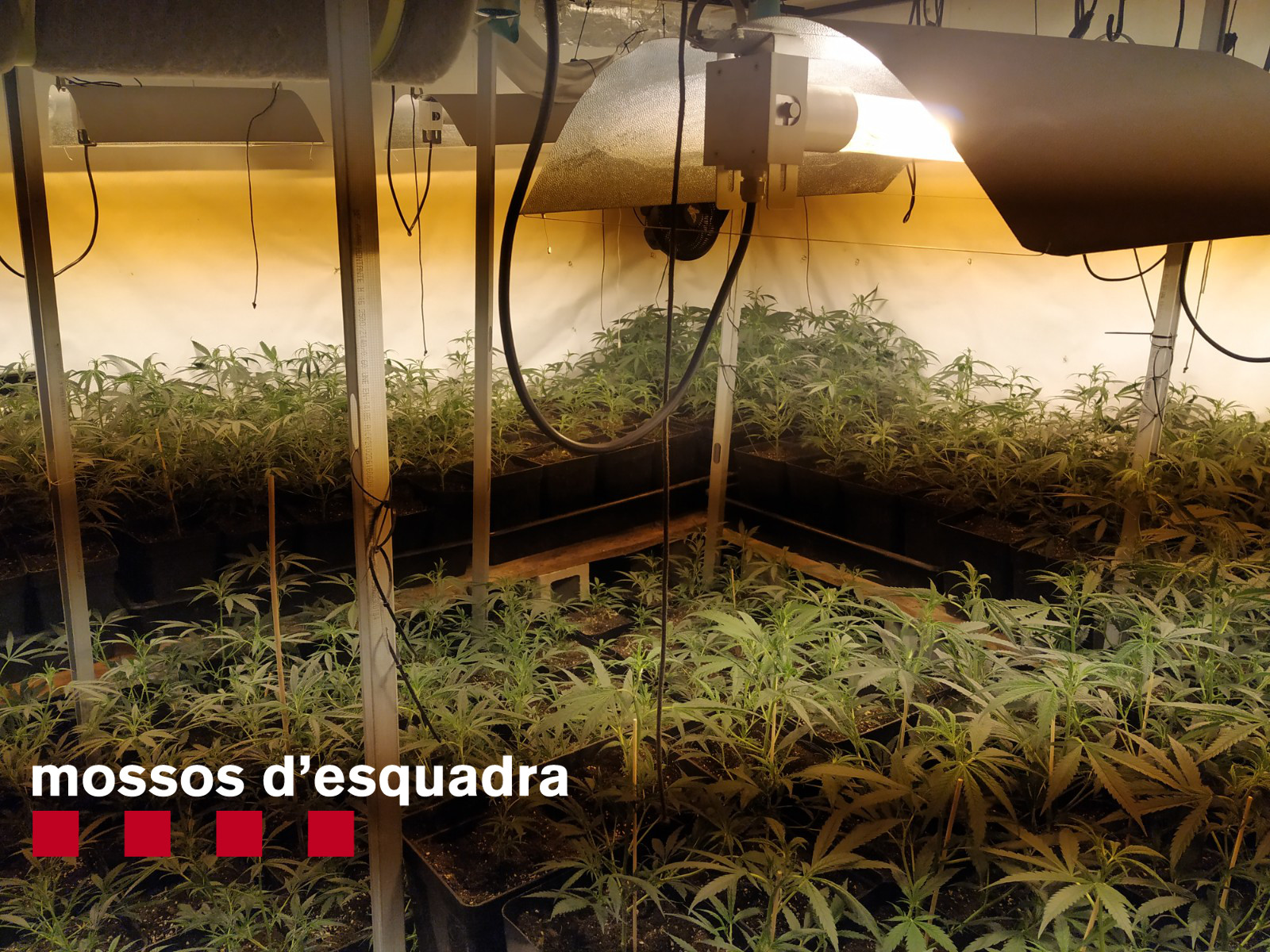 L'interior de la plantació de marihuana a Sant Fost