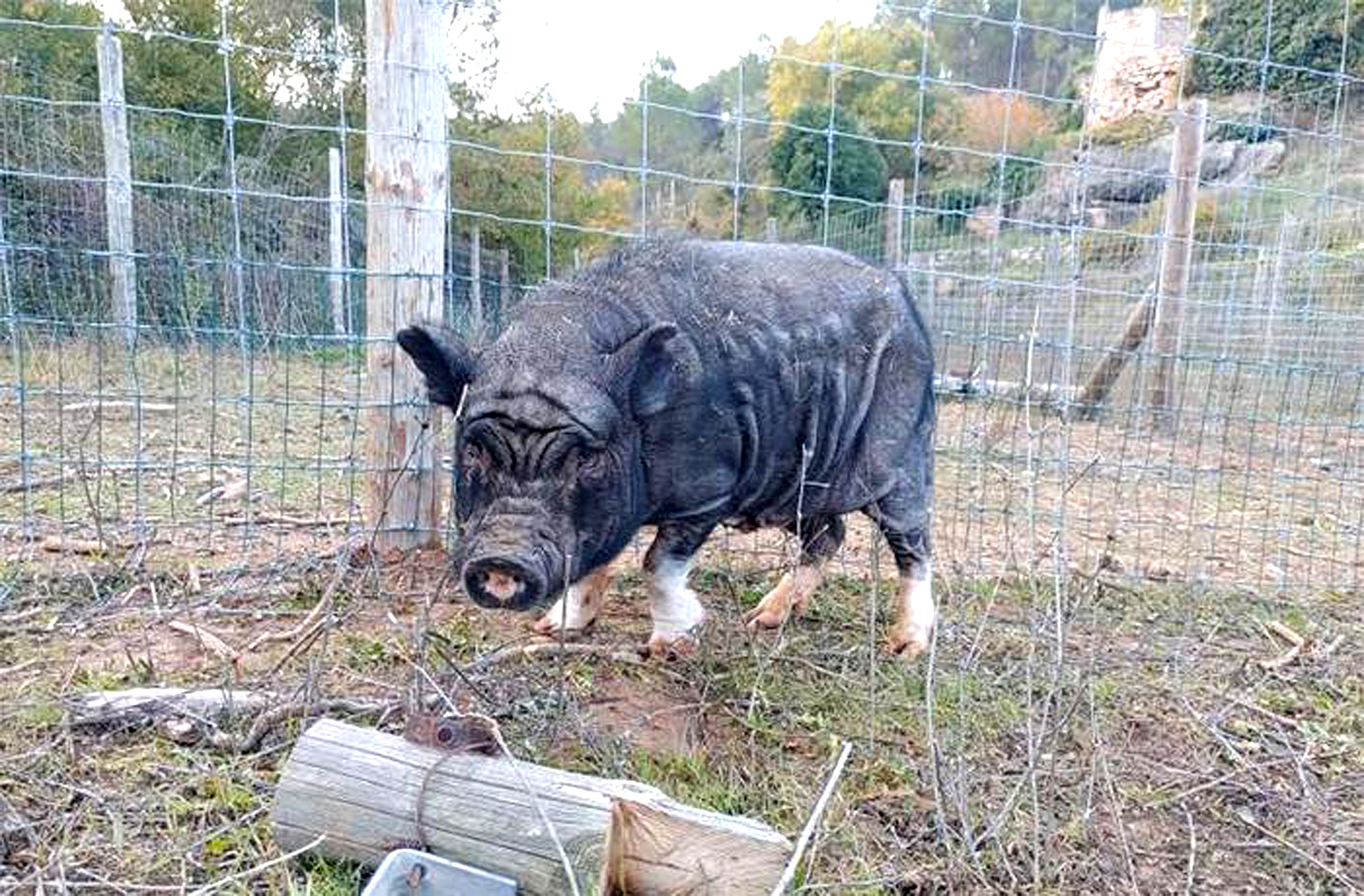 El porc vietnamita trobat a Figaró ara està a un refugi per animals