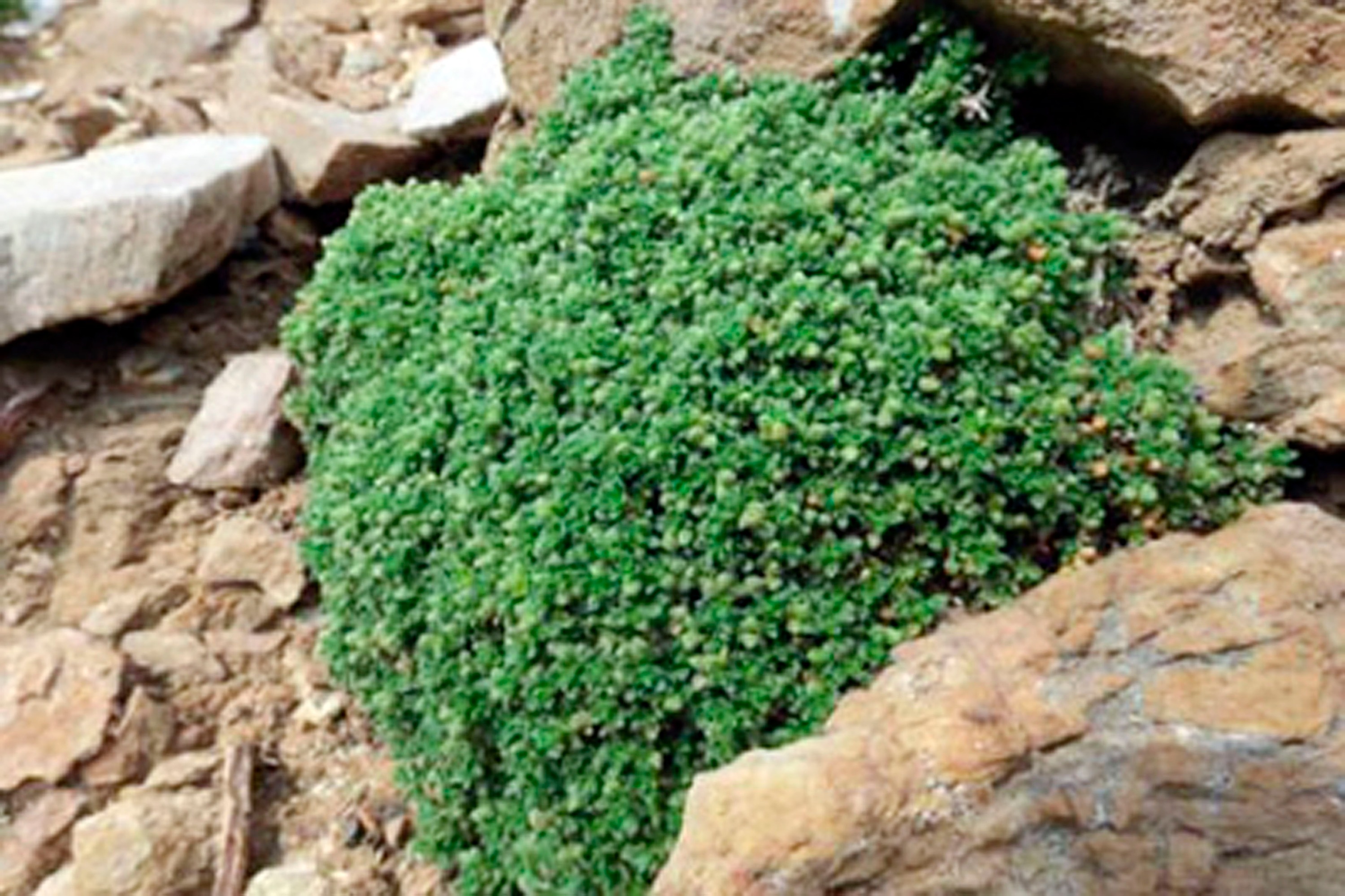 L’Herniaria alpina està considerada una espècie vulnerable
