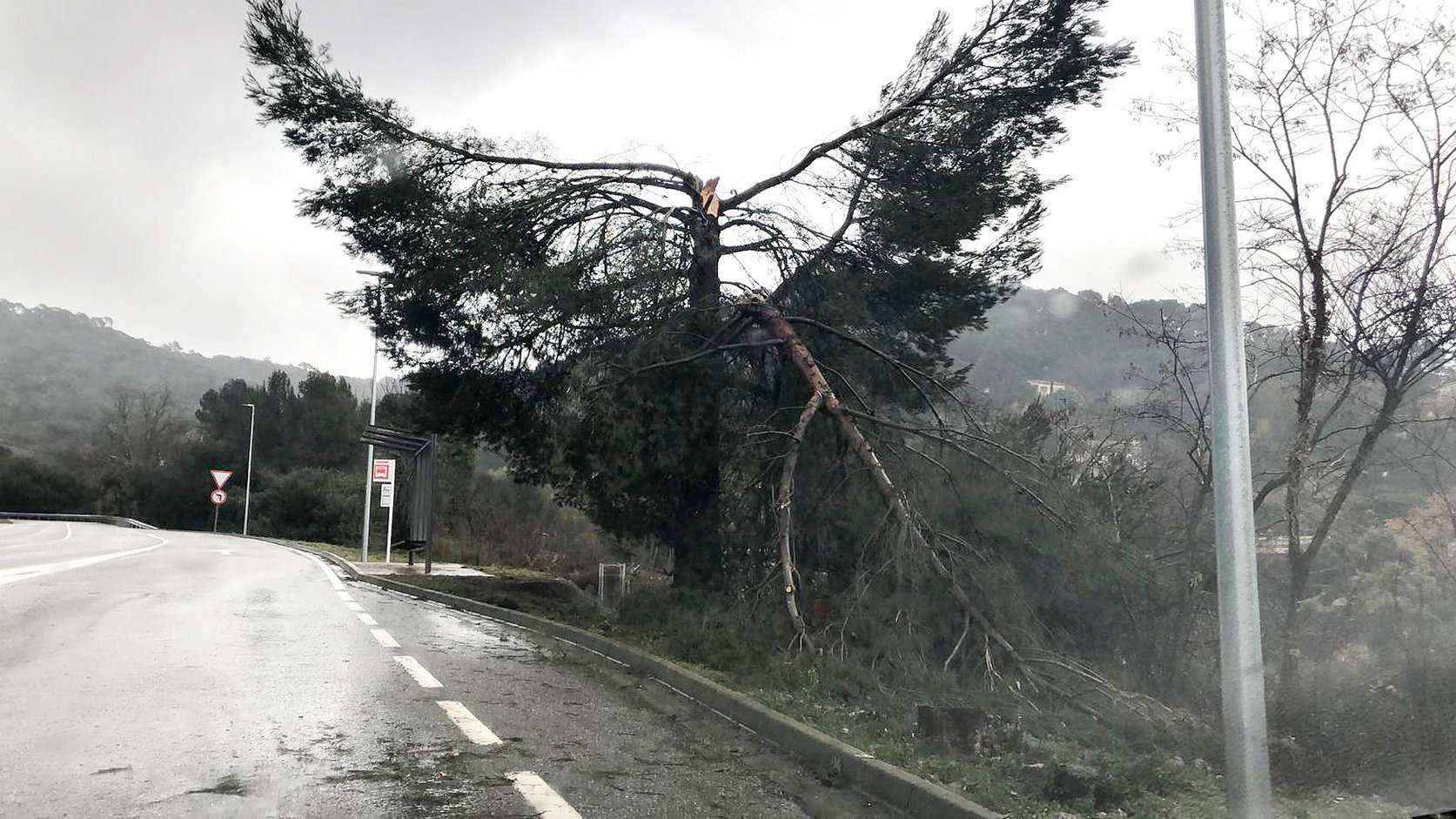 Un arbre escapçat pel temporal a l'entrada de la urbanització Mas Corts