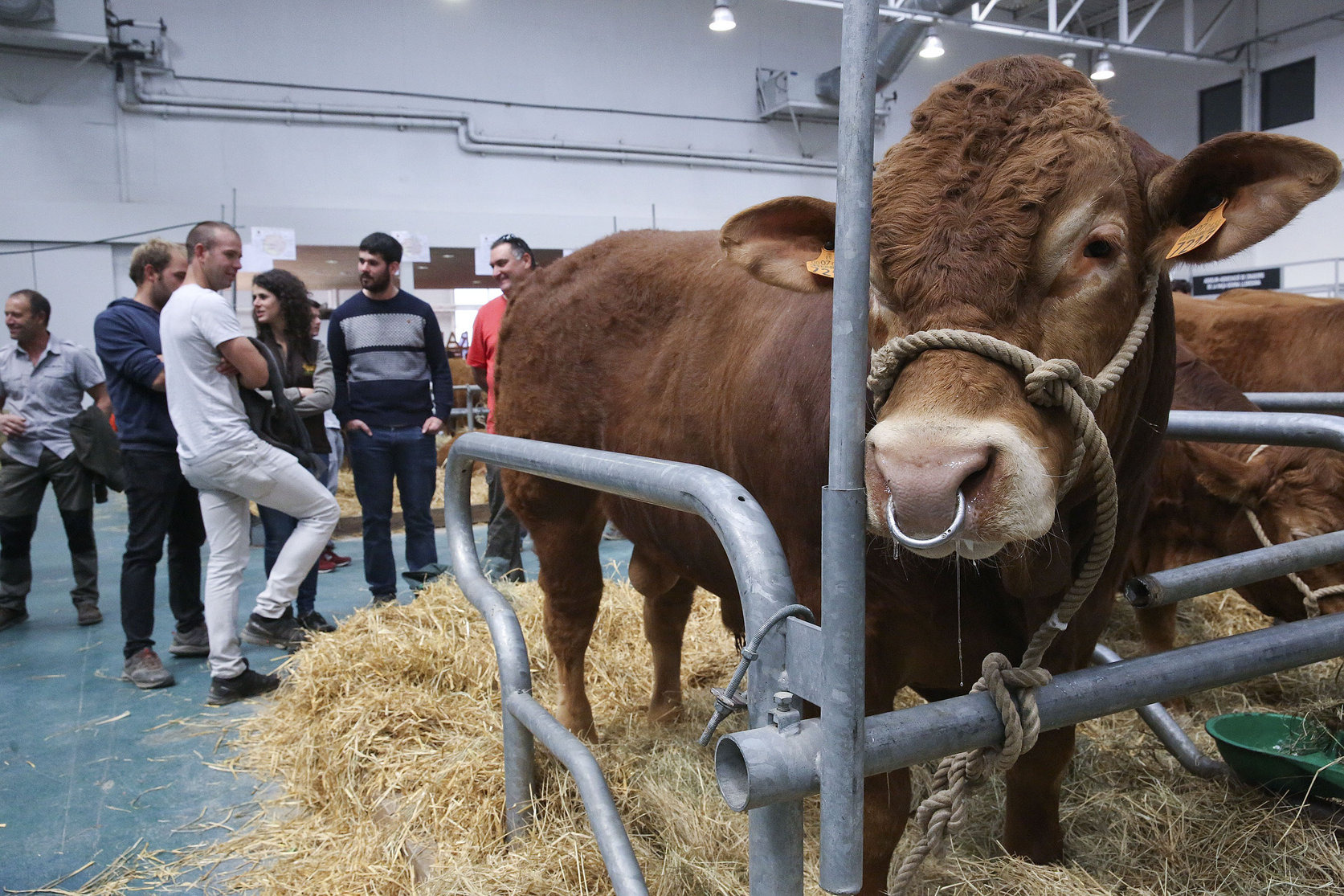 Exposició de bestiar al Mercat del Ram de l'any 2019