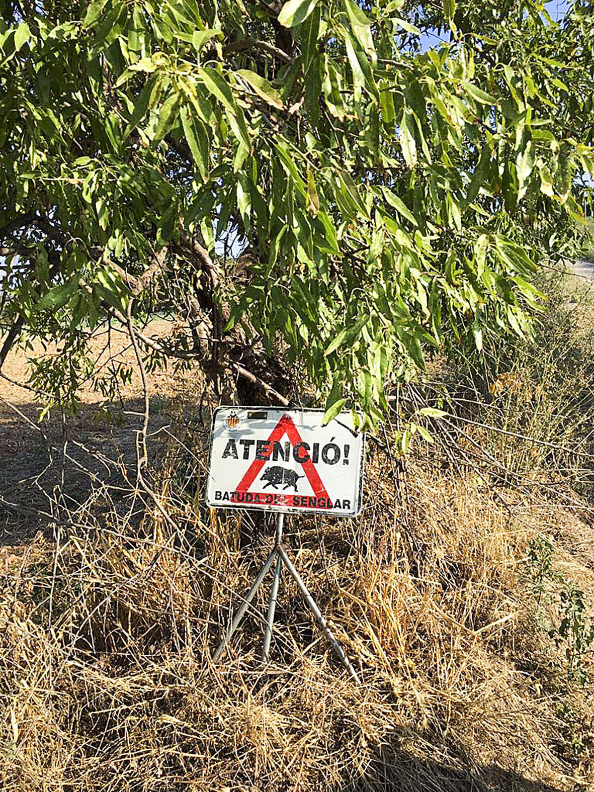 Un cartell informatiu d'una batuda per caçar senglars en una imatge d'arxiu