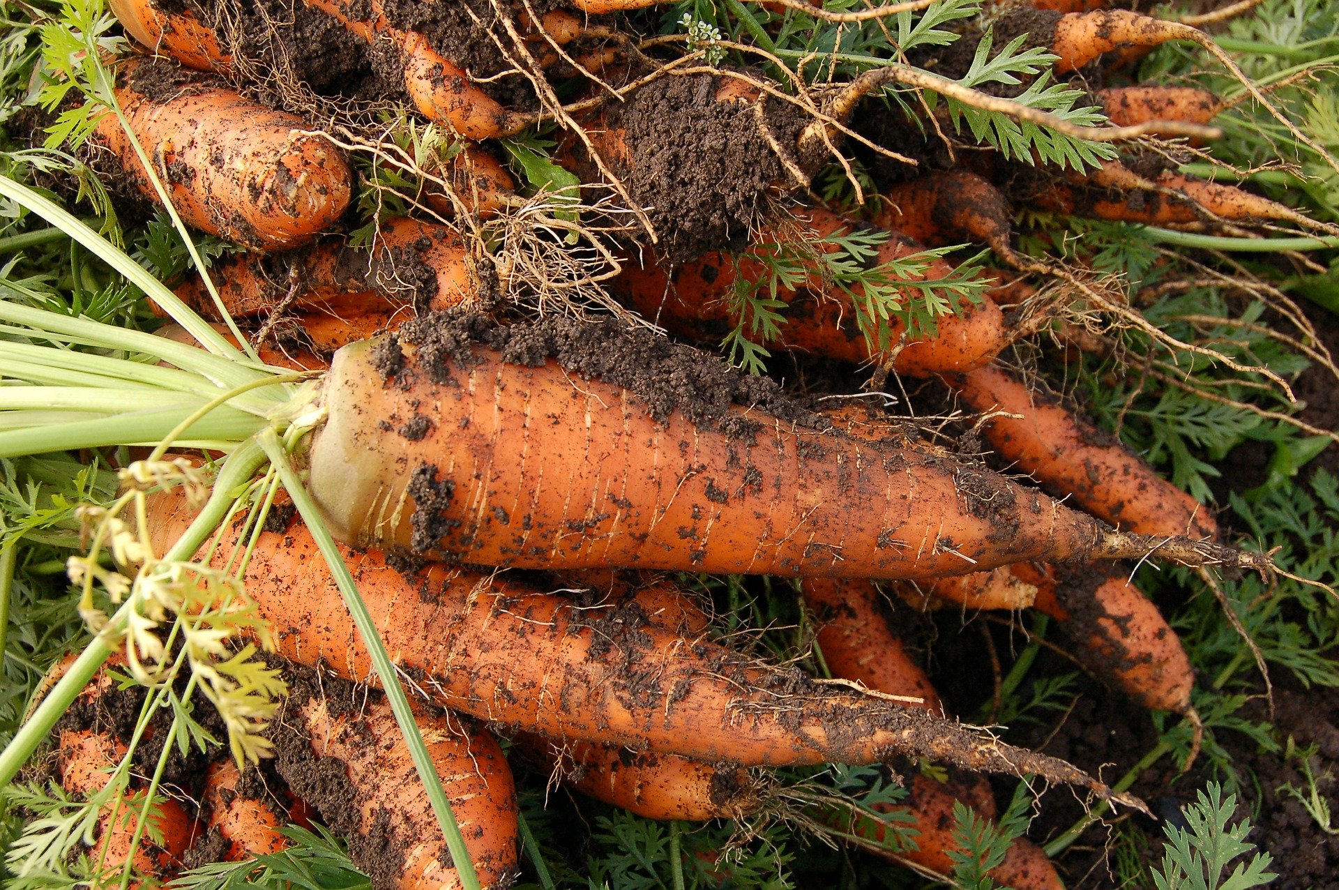 Ara és temps de plantar pastanagues, cebes o patates a l'hort; però si no el tenim a casa, no ens hi podem desplaçar per tenir-ne cura