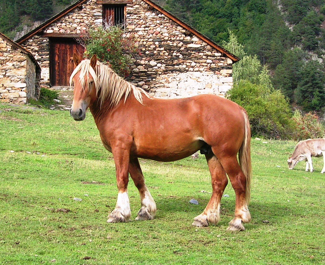El Cavall Pirinenc Catalá és una raça reconeguda per la Generalitat de Catalunya des del 2008