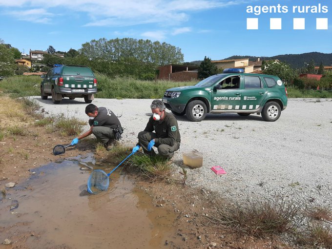 Els Agents Rurals capturant els capgrossos que han alliberat en un punt amb aigua proper