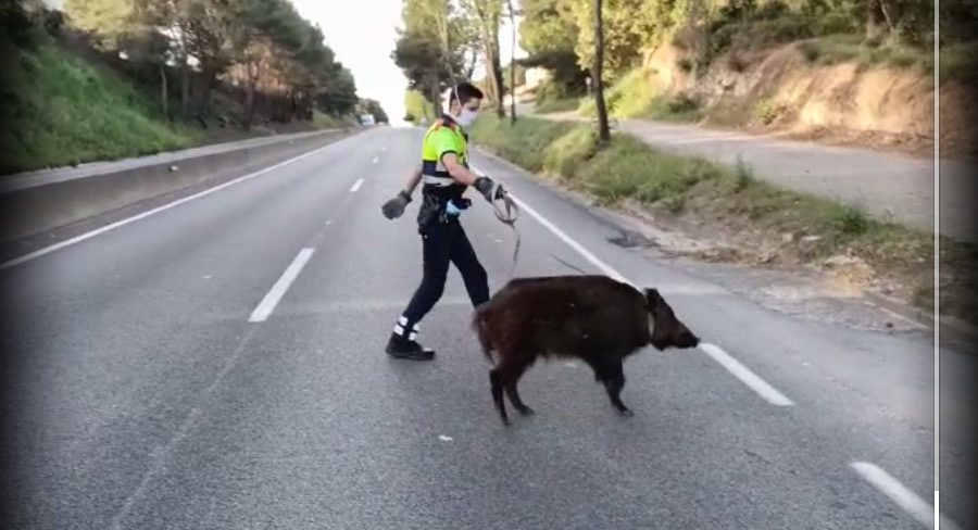 El mosso retiran un porc senglar de la calçada després de passar-li una corda